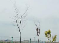 景區(qū)護欄網(wǎng)顏色如何進行選擇？